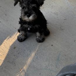 Miniature Schnauzer Puppies from Lindow Schnauzers