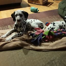 Dalmatian Puppies from Paisley