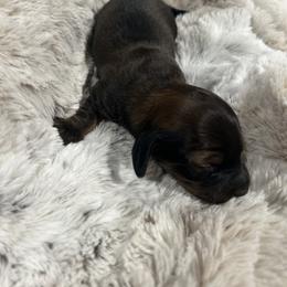 Avery - Black and cream male Dachshund puppy in Proctor, Montana from Blue Star Dachshunds