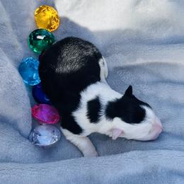Snowflake obsidian aka Obi - Black and white female Border Collie puppy in Keller, Texas from Bordercollieblues