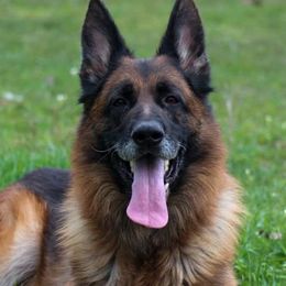 Viper - German Shepherd