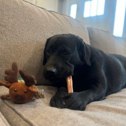 Evie - Black Labrador Retriever puppy in Middleton, New Hampshire from Tag Hollow