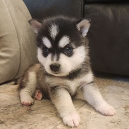 Siku - Black and white male Alaskan Klee Kai puppy in Byron Center, Michigan from Family Friendly Labradors & Klee Kai