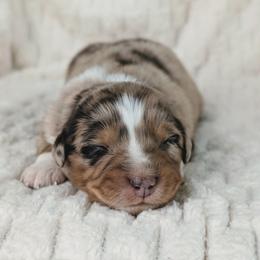 Boy 2 - Red merle male Australian Shepherd puppy in Yakima, Washington from Naches Heights Ranch