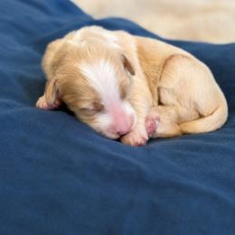 Candy - Yellow and white female Bernedoodle puppy in Springville, Utah from Oodles of Bernedoodles