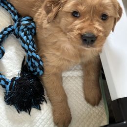 Golden Retriever Puppies from Gail’s Goldens