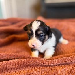 Stormy - Black and tan female Pembroke Welsh Corgi puppy in Chubbuck, Idaho from Sunny J Corgis and Mini Americans