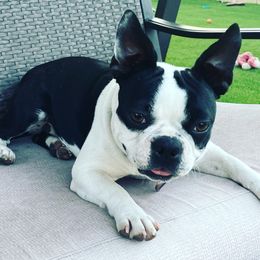 Nala - Boston Terrier
