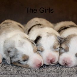 Australian Shepherd Puppies from Tru Blu Aussies