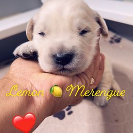 Golden Retriever Puppies from Ruff Life Goldens