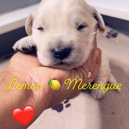 Golden Retriever Puppies from Ruff Life Goldens