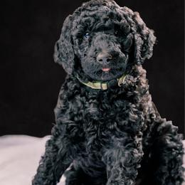 Eleanor - Silver female Poodle puppy in Shoreline, Washington from Fluffy Poodles