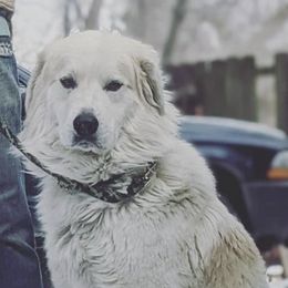 T - Great Pyrenees