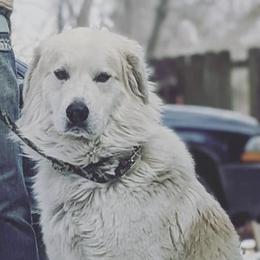 T - Great Pyrenees