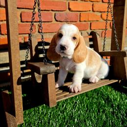 Imani - Lemon and white female Basset Hound puppy in Bellaire, Ohio from Blessed Bassets