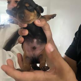 Mini male - Black male Great Dane puppy in Miami, Florida from RP DANES