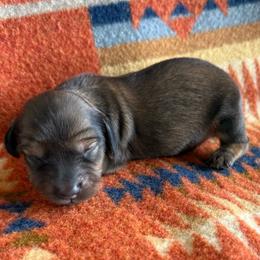 Girl 1 - Chocolate and tan female Dachshund puppy in Okeechobee, Florida from HotShot Kennels