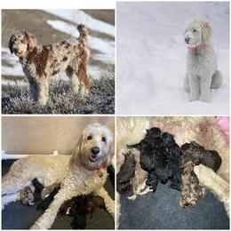 Assorted Doodle Crosses Puppies from Bear Canyon Doodles