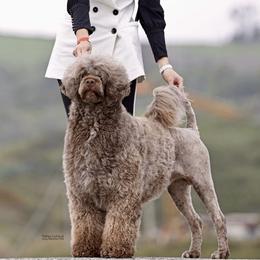 Portuguese Water Dog Puppies from Tanya Jones