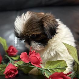 Archie - Red and white male Shih Tzu puppy in Ross County, Ohio from Ashville Shih Tzu Chalet
