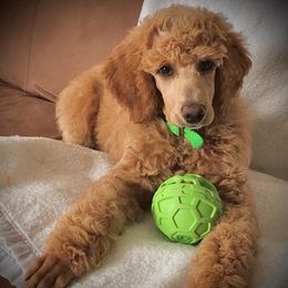 Poodles from Aglow Standard Poodles