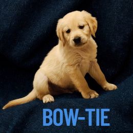 Boy 2 - male Golden Retriever puppy in Phoenix, Arizona from Ashrose Kennels