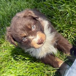 Rose - Red merle female Australian Shepherd puppy in Wellington, Missouri from CV Aussies