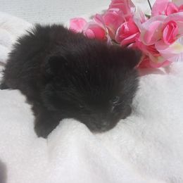Lacie - Black female Pomeranian puppy in Wanette, Oklahoma from Council Creek Cuties