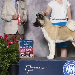 Akita from RiverRock Akitas
