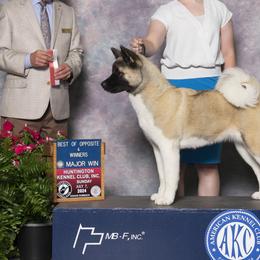 Akita from RiverRock Akitas