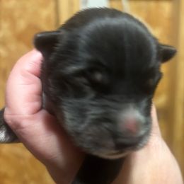 Raven - Agouti and white female Siberian Husky puppy in Pensacola, Florida from Nancy Barger's Siberian Huskies