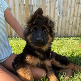 Lola - Black and red female German Shepherd puppy in Aurora, Illinois from Fairhaven German Shepherds