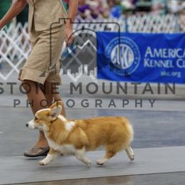 Stewie - Red male Pembroke Welsh Corgi puppy in Collinsville, Texas from Kalypso Corgis