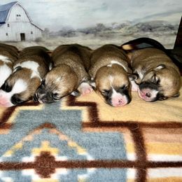 Pembroke Welsh Corgi Puppies from Hills End Corgis