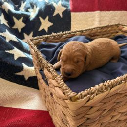 Lincoln (Green) - Golden male Golden Retriever puppy in Sandy, Oregon from Treasured K-9s