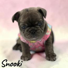 Snooki - Brindle and white female French Bulldog puppy in Hughesville, Maryland from Fox Run Farm