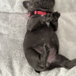 French Bulldog Puppies from Puget Sound Frenchies