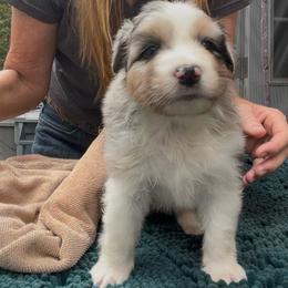 Venus - Blue merle female Australian Shepherd puppy in Summerville, South Carolina from Mtn Hollow