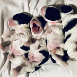 Cavalier King Charles Spaniel and Cocker Spaniel Puppies from Cochran Spaniels