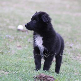 Australian Shepherd Puppies from Rockin Rafter L Aussies