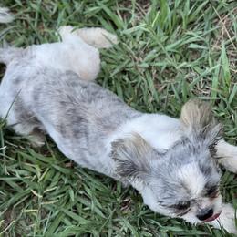 Anna - Shih Tzu