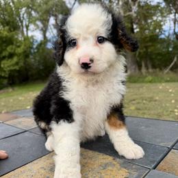 Big Tri Boy 2 - Tri-color male Bernedoodle puppy in Sioux Falls, South Dakota from WhiskeyCreek Doodles
