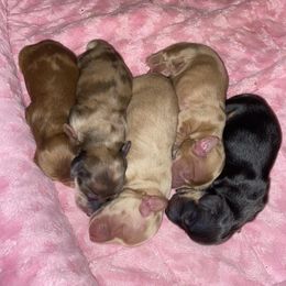 Dachshund Puppies from Hetu's Dachshunds