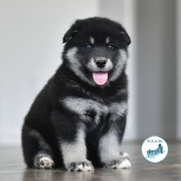 Girl 1 - Black and white female Alaskan Malamute puppy in Kingston, Tennessee from North Shore Alaskan Malamutes