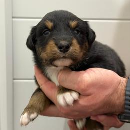 Tory - Black tri-color female Australian Shepherd puppy in Collinston, Utah from Corbridge Aussies