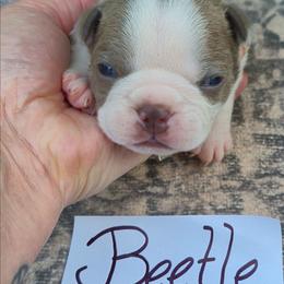 Beetle - Lilac male Boston Terrier puppy in Griffin, Georgia from Celtic Performance Bostons