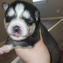 Green - Black and white male Siberian Husky puppy in Swansea, Illinois from Husky B's