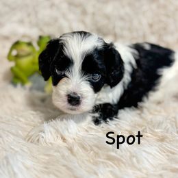 Spot - Black and white male Cavapoo puppy in Hallsville, Missouri from Cedar Hill Pups