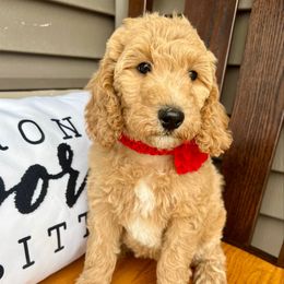 Red Girl - Red  female Poodle puppy in Mc Bain, Michigan from The Dog House