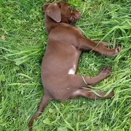 Labrador Retriever Puppies from Copper Creek Outfitters and Kennel